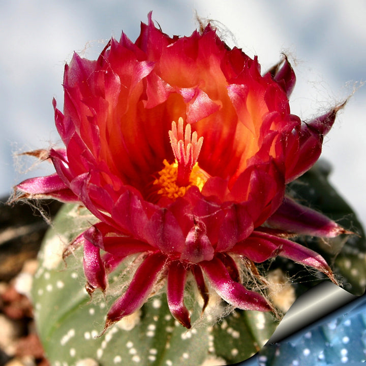 Red Astrophytum Flower Seeds for Planting – Heirloom Non-GMO High Germination Organic Seeds