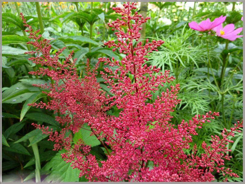 Aruncus Dioicus Flower Seeds for Planting – Heirloom Non-GMO High Germination Organic Seeds