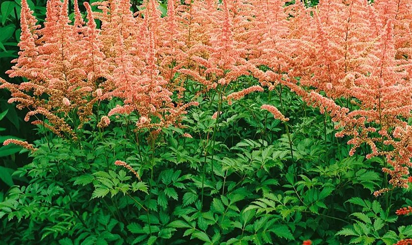 Astilbe Plant Seeds Orange for Planting – Heirloom Non-GMO High Germination Organic Seeds