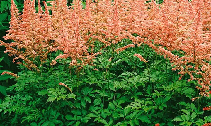 Astilbe Plant Seeds Orange for Planting – Heirloom Non-GMO High Germination Organic Seeds