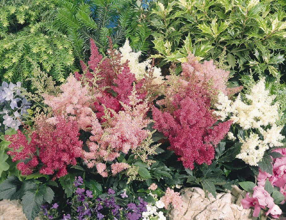 Mixed Astilbe Flower Seeds for Planting – Heirloom Non-GMO High Germination Organic Seeds