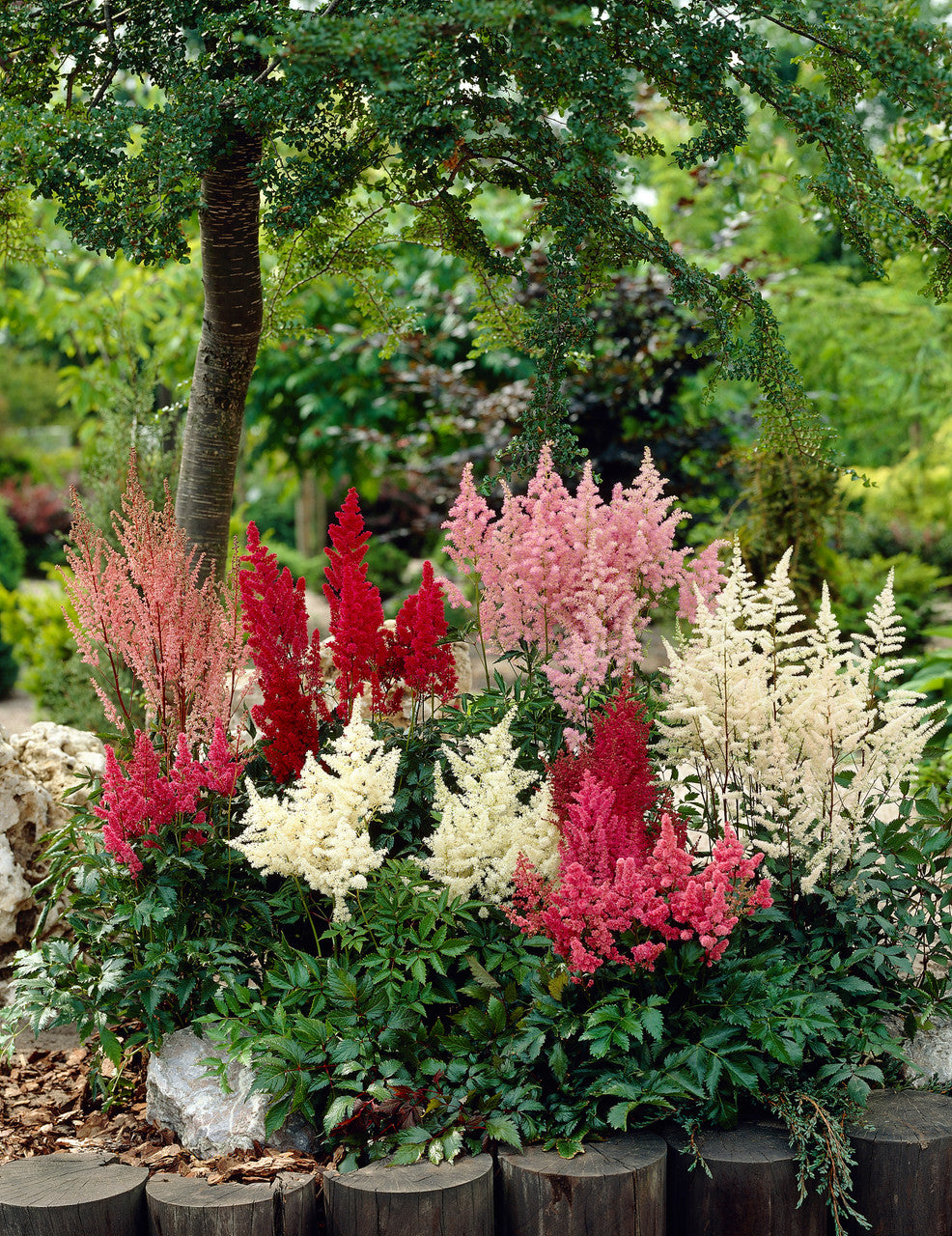 Mixed Astilbe Flower Seeds for Planting – Heirloom Non-GMO High Germination Organic Seeds