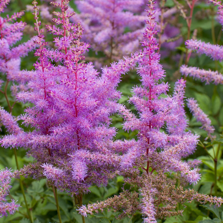 Astilbe Flower Seeds Purple for Planting Heirloom Non-GMO High Germination Organic Garden Seeds