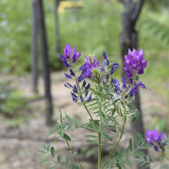 Astragalus Flower Seeds Purple for Planting – Heirloom Non-GMO High Germination Organic Seeds