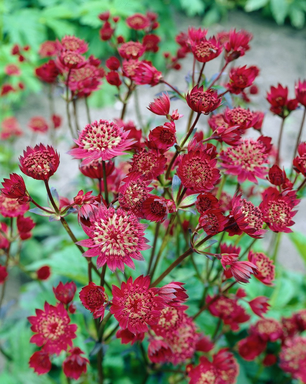 Red Astrantia Flower Seeds for Planting Heirloom Non-GMO High Germination Organic Garden Seeds