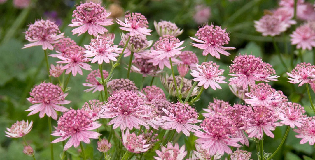 Astrantia Flower Seeds Pink for Planting Heirloom Non-GMO High Germination Organic Seeds