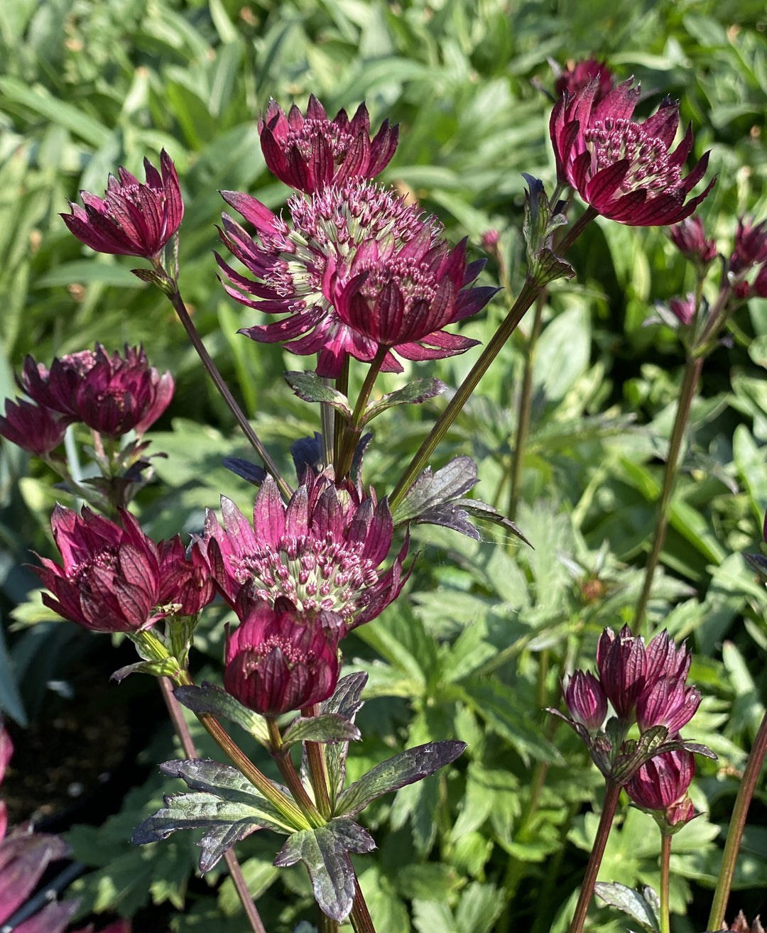 Semillas de flor Astrantia granate para plantar - Semillas ecológicas, no transgénicas, de alta germinación y reliquia