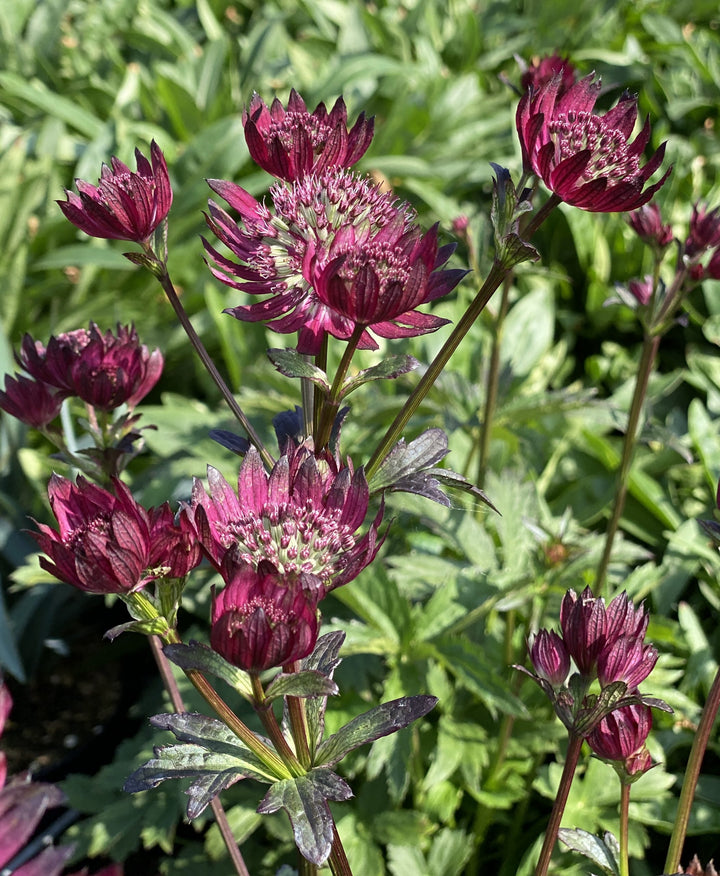 Semillas de flor Astrantia granate para plantar - Semillas ecológicas, no transgénicas, de alta germinación y reliquia