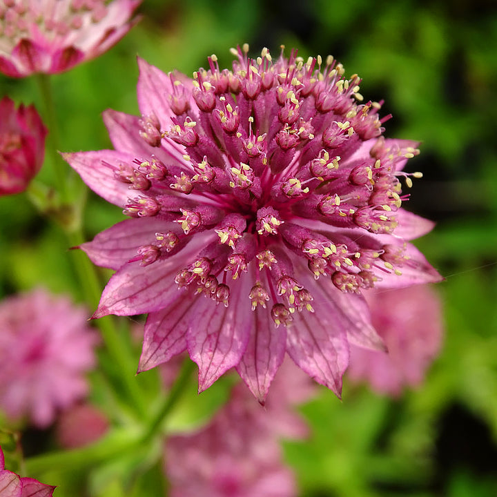 Masterwort Flower Seeds Pink – Heirloom, Non-GMO, High Germination Seeds