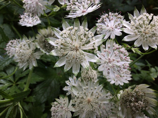 Weiße Sterndolde Blumensamen zum Pflanzen – Alte Sorte gentechnikfrei hohe Keimrate Bio-Samen