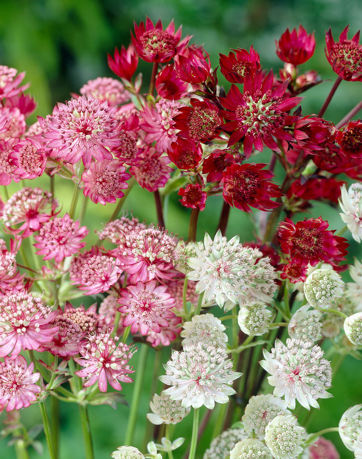 Mixed Astrantia Flower Seeds for Planting – Heirloom Non-GMO High Germination Organic Seeds