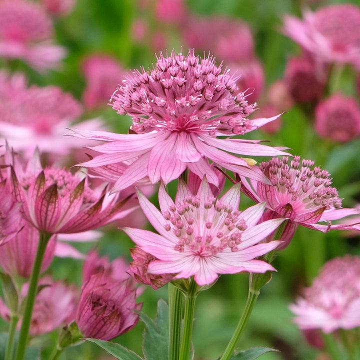 Astrantia Flower Seeds Pink for Planting Heirloom Non-GMO High Germination Organic Seeds