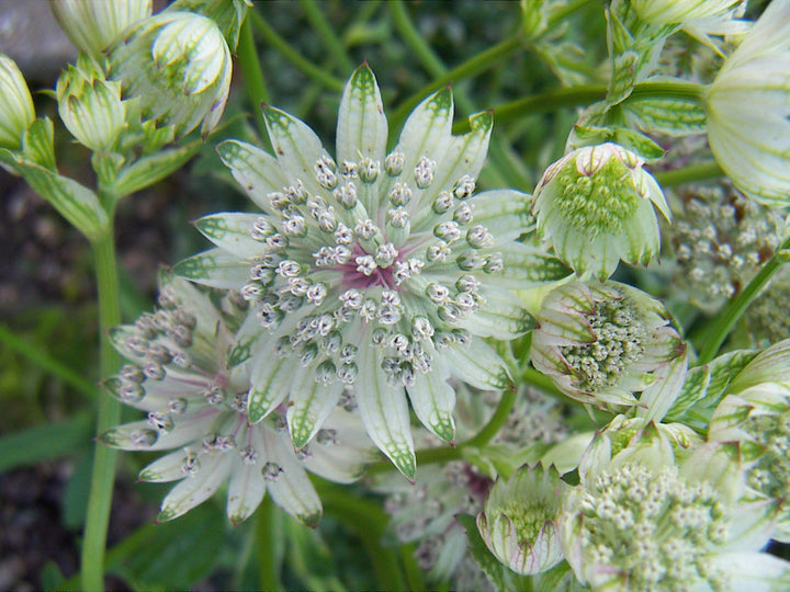 Weiße Sterndolde Blumensamen zum Pflanzen – Alte Sorte gentechnikfrei hohe Keimrate Bio-Samen
