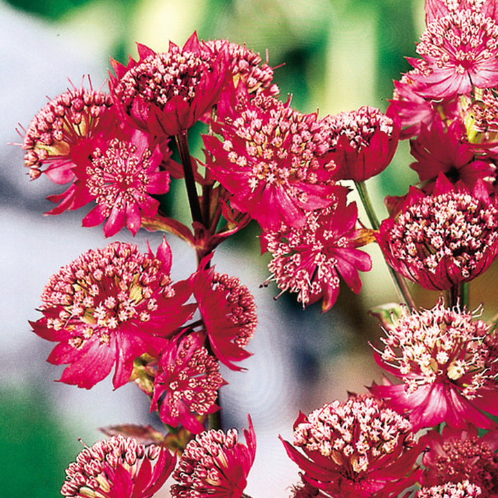 Red Astrantia Flower Seeds for Planting Heirloom Non-GMO High Germination Organic Garden Seeds