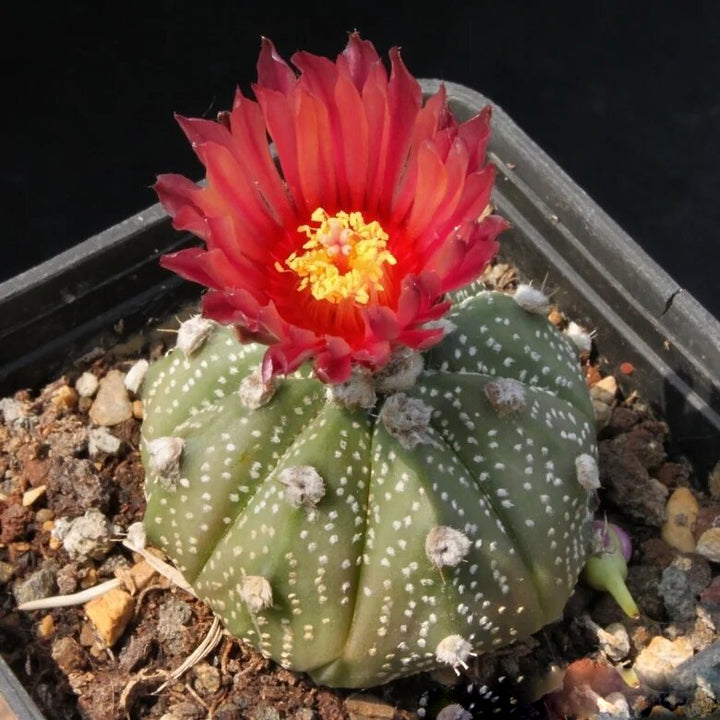 Red Astrophytum Flower Seeds for Planting – Heirloom Non-GMO High Germination Organic Seeds