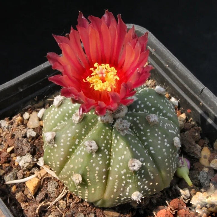 Aztekium Hintonii Flower Seeds Red for Planting – Heirloom Non-GMO High Germination Organic Seeds