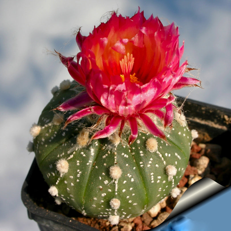 Aztekium Hintonii Flower Seeds Red for Planting – Heirloom Non-GMO High Germination Organic Seeds