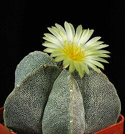 Astrophytum Flower Seeds Yellow for Planting – Heirloom Non-GMO High Germination Organic Seeds