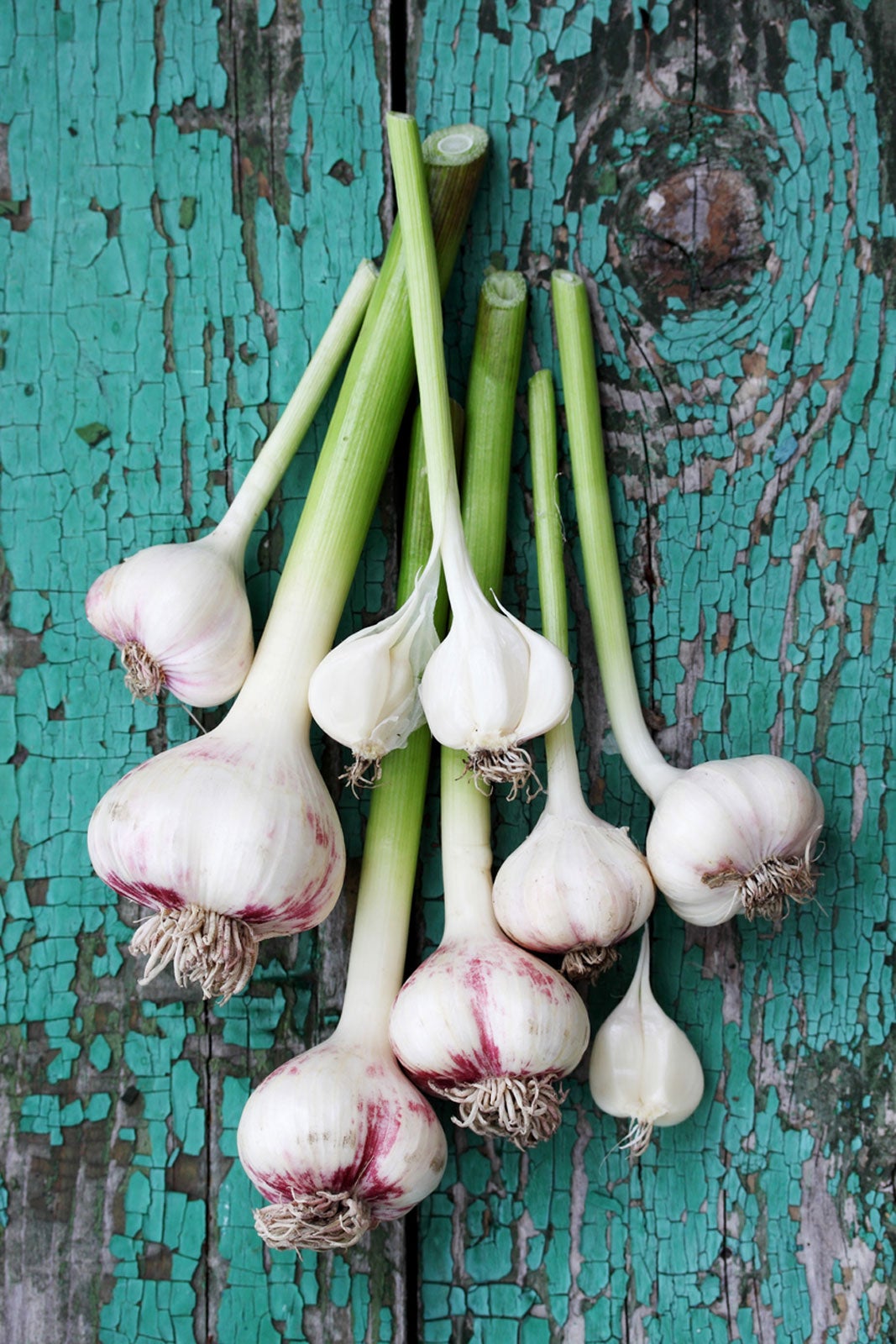 Garlic Plant Seeds for Planting – Fresh, Organic, Heirloom, Non-GMO, High Germination Organic Garden Seeds | Seeds for Planting