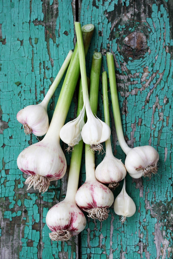 Garlic Plant Seeds for Planting – Fresh, Organic, Heirloom, Non-GMO, High Germination Organic Garden Seeds | Seeds for Planting