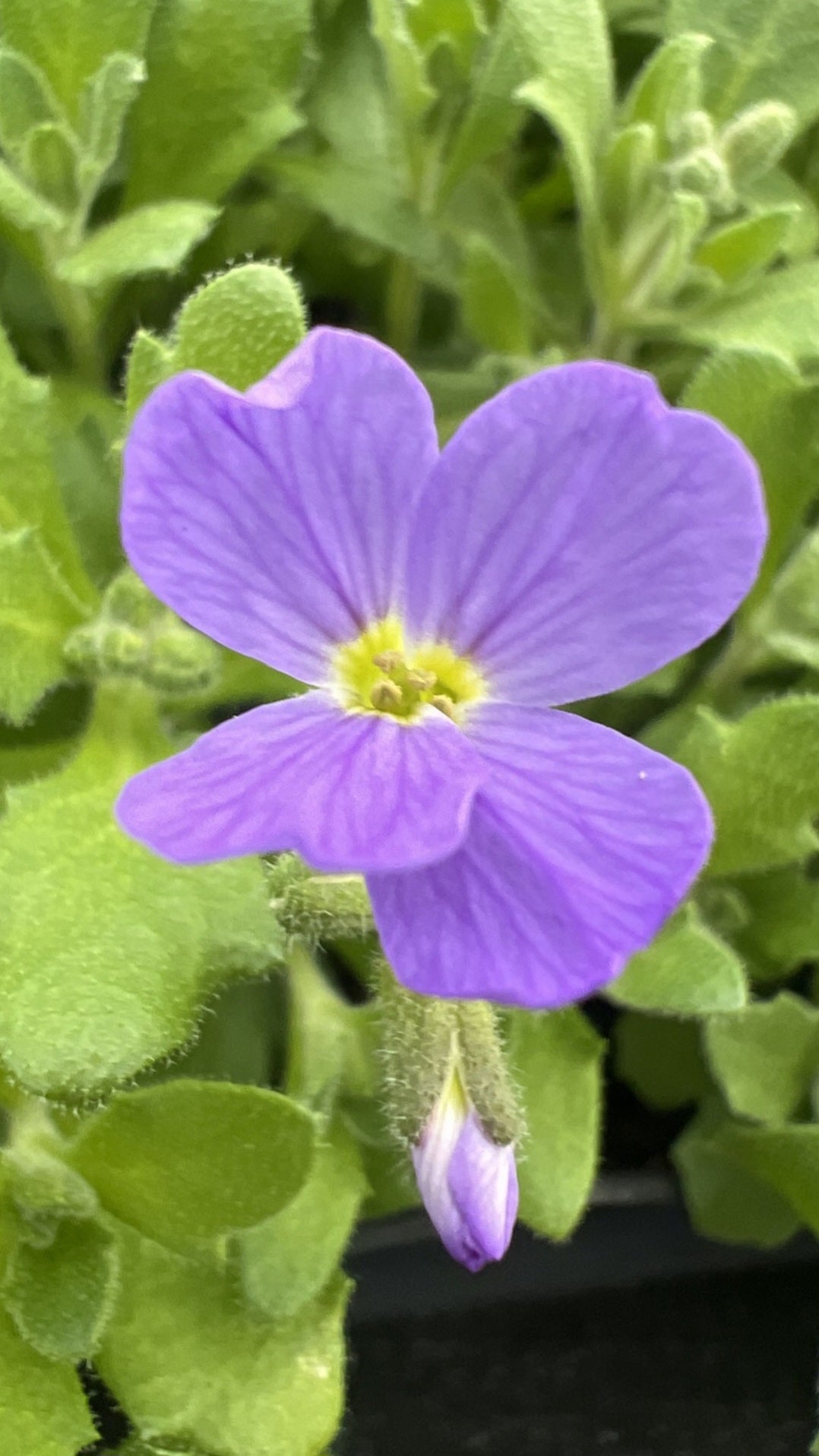 Purple Aubrieta Flower Seeds for Planting – Heirloom Non-GMO High Germination Organic Garden Seeds