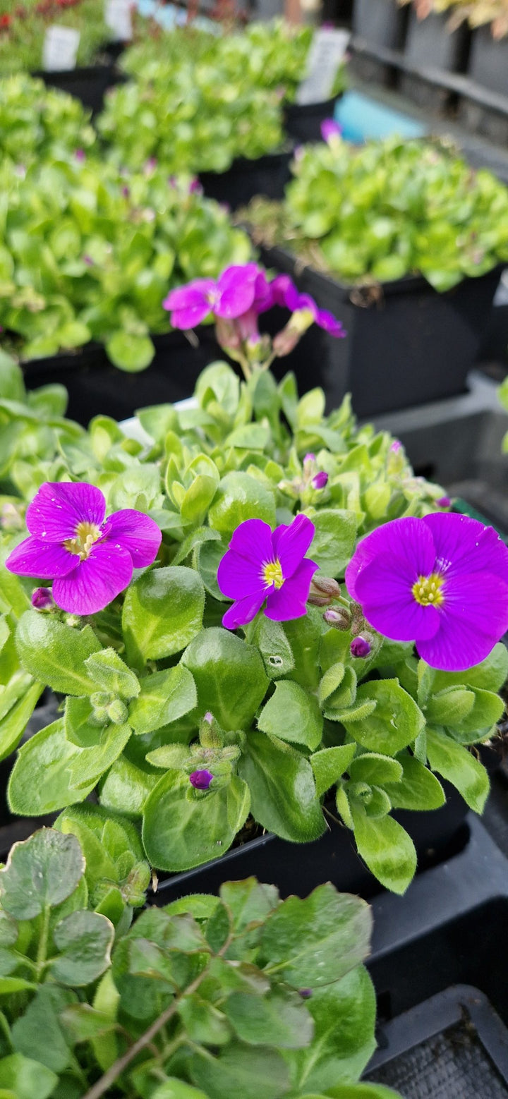 Aubrieta Flower Seeds Purple – Heirloom, Non-GMO, High Germination Organic Garden Seeds for Planting