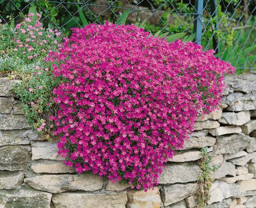 aubrietapinkimportedheirloomnongmohighgerminationorganicgarden flower seeds