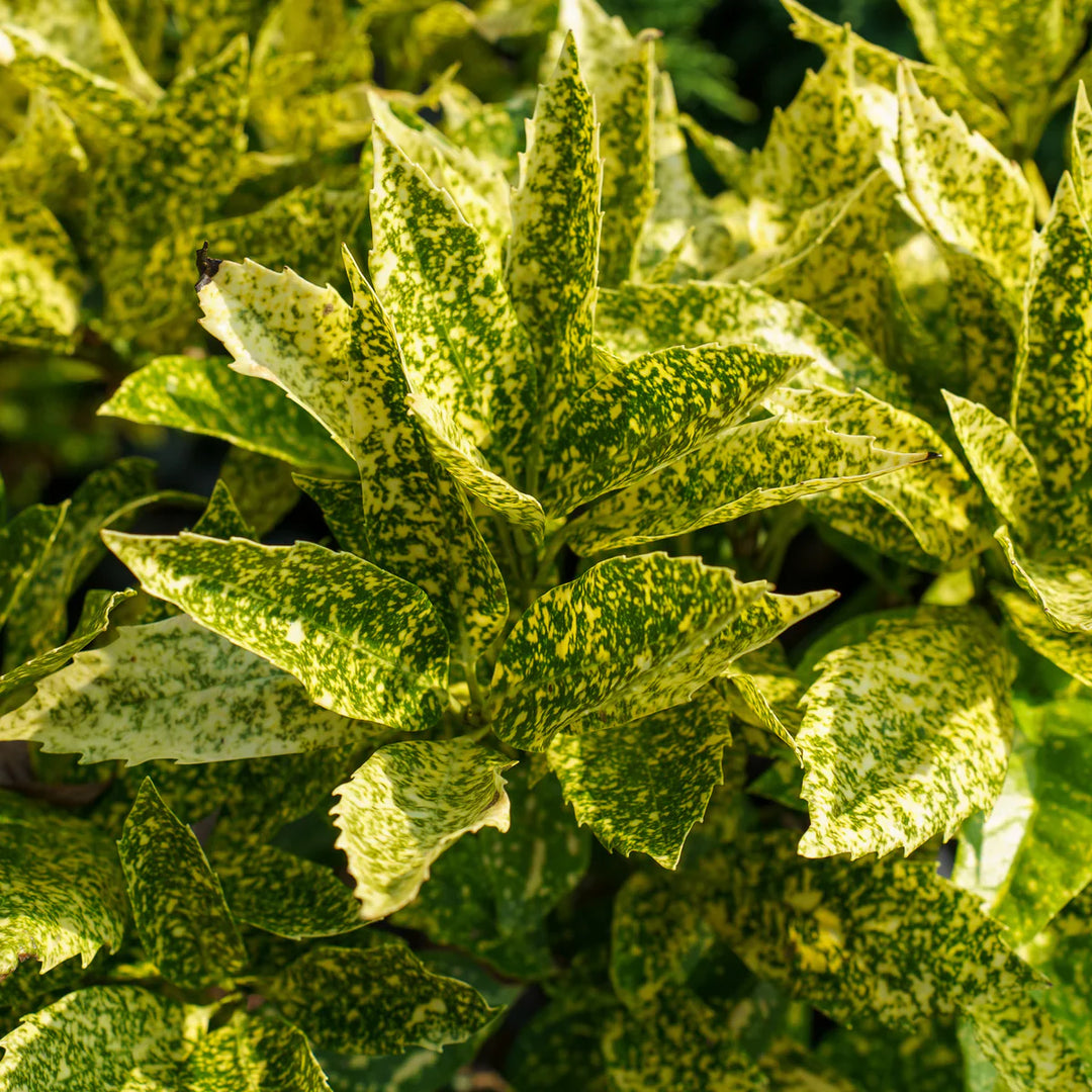 Gold Dust herb seeds