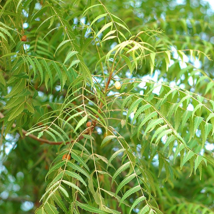 Neem Tree Seeds – Heirloom, Non-GMO, High Germination, Organic Garden Seeds