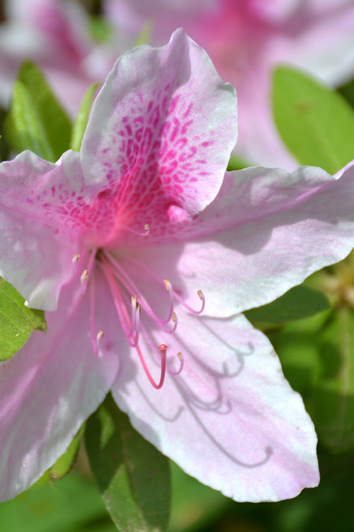 White Pink Rhododendron Flower Seeds for Planting – Heirloom Non-GMO High Germination Organic Garden Seeds