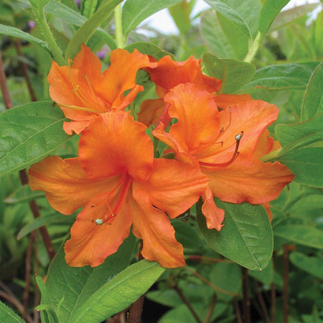 Orange Azalea Flower Seeds – Heirloom, Non-GMO, High Germination, Organic Seeds