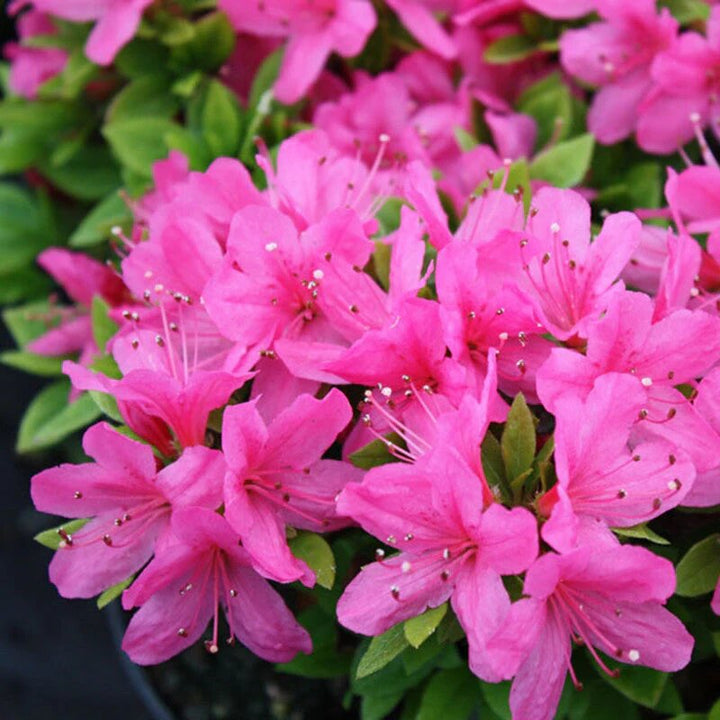 Azalea Flower Seeds Pink for Planting – Heirloom Non-GMO High Germination Organic Seeds