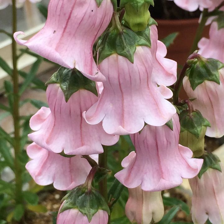 Azorina Flower Seeds Pink for Planting – Heirloom Non-GMO High Germination Organic Seeds
