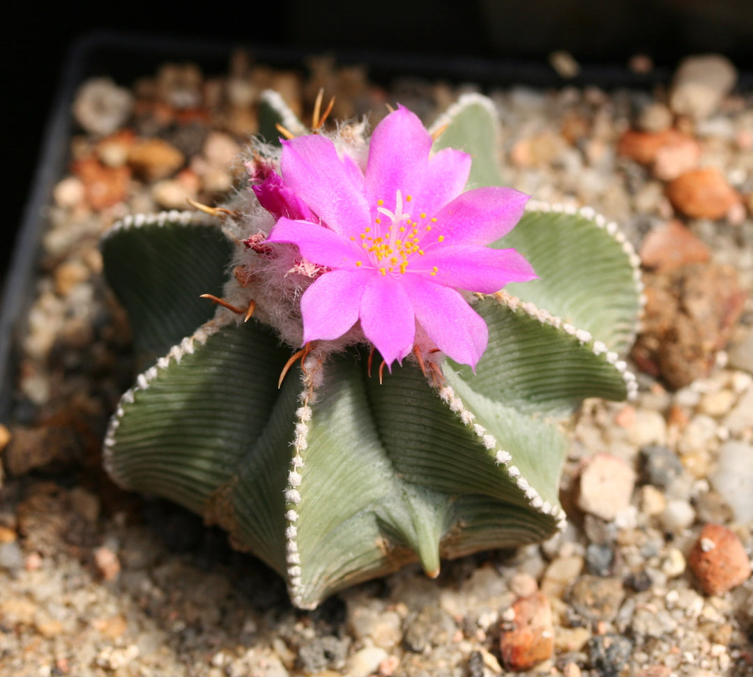 Aztekium Hintonii Flower Seeds Pink for Planting – Heirloom Non-GMO High Germination Seeds