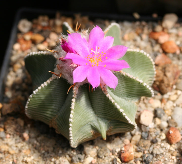 Aztekium Hintonii Flower Seeds Pink for Planting – Heirloom Non-GMO High Germination Seeds