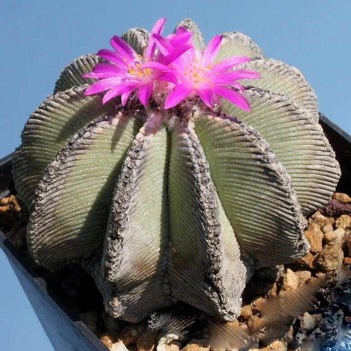 Aztekium Hintonii Flower Seeds Pink for Planting – Heirloom Non-GMO High Germination Seeds