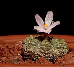 Grains Aztekium Ritteri Flower Seeds – Heirloom, Non-GMO, High Germination Seeds