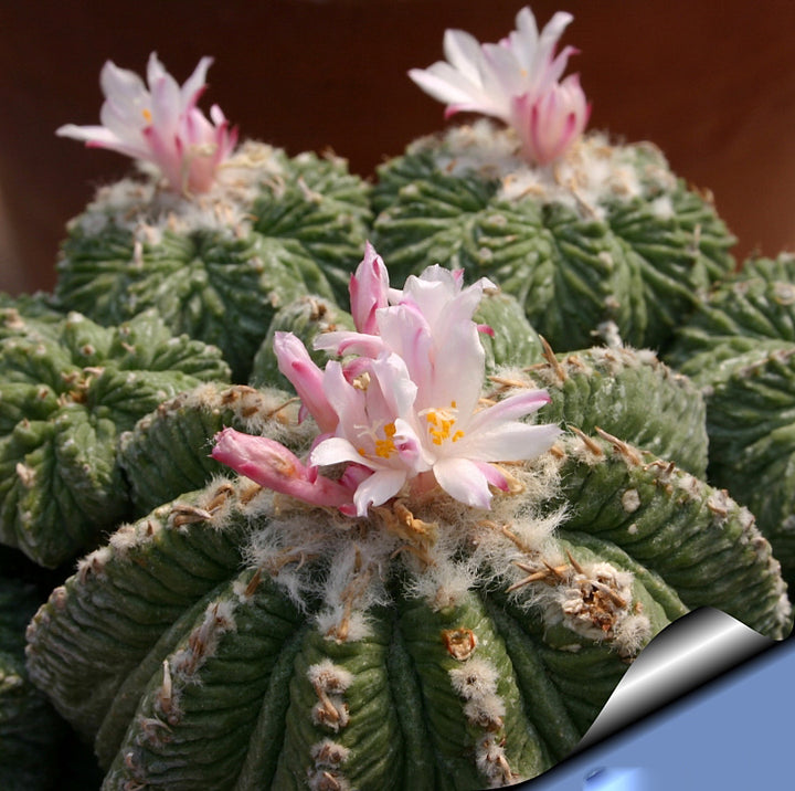 Grains Aztekium Ritteri Flower Seeds – Heirloom, Non-GMO, High Germination Seeds