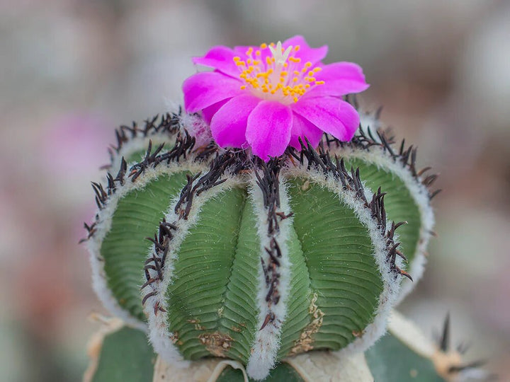 Pink Aztekium Flower Seeds for Planting – Heirloom Non-GMO High Germination Organic Seeds