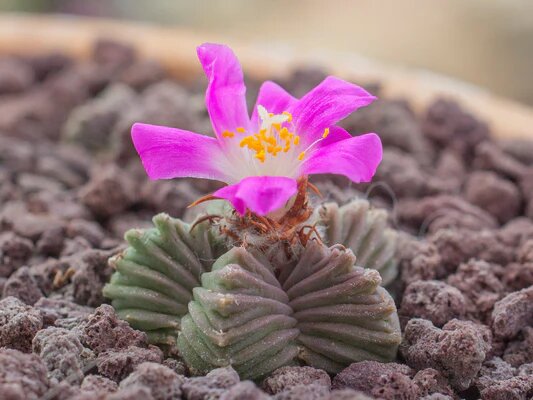 Pink Aztekium Flower Seeds for Planting – Heirloom Non-GMO High Germination Organic Seeds