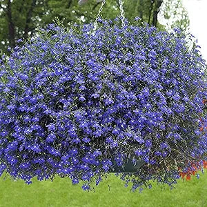 blue blue flower seeds
