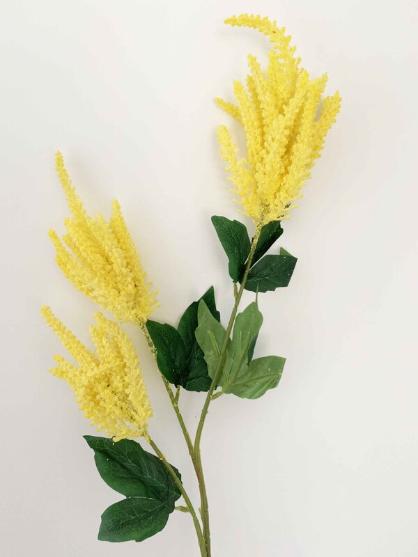 Astilbe Flower Seeds Yellow for Planting – Heirloom Non-GMO High Germination Organic Seeds