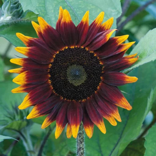 chocolate sunflower flower seeds
