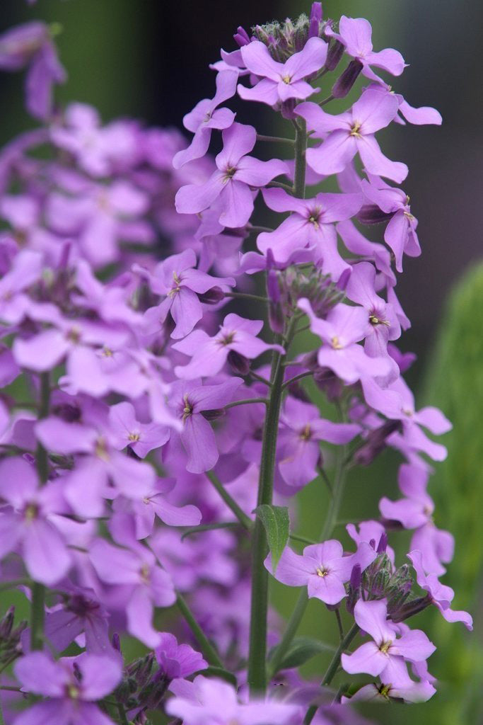 Purple Hesperis Matronalis Flower Seeds – Heirloom, Non-GMO, High Germination Seeds