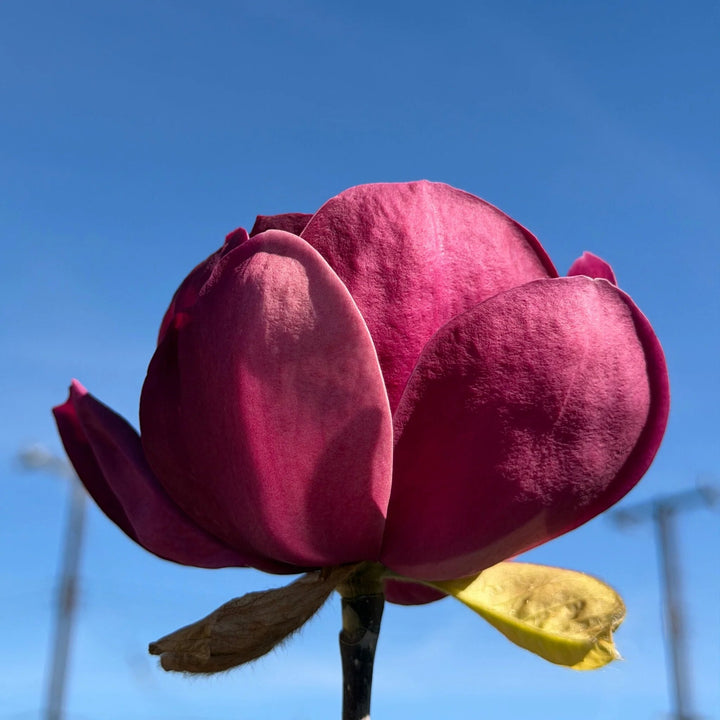 Semillas de flores de magnolia granate – Cimarrón, sin OGM, semillas de alta germinación