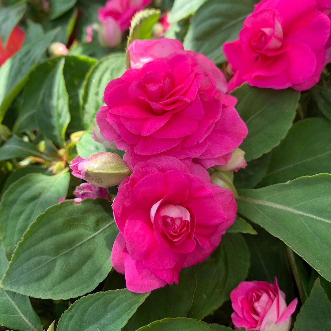 Pink Double Impatiens Flower Seeds – Heirloom, Non-GMO, High Germination Seeds