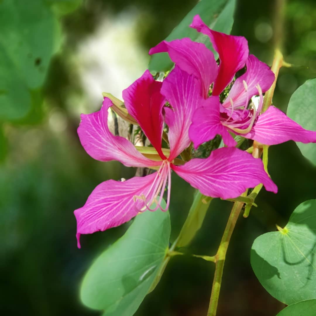 Bauhinia Flower Seeds Pink for Planting – Heirloom Non-GMO High Germination Organic Garden Seeds
