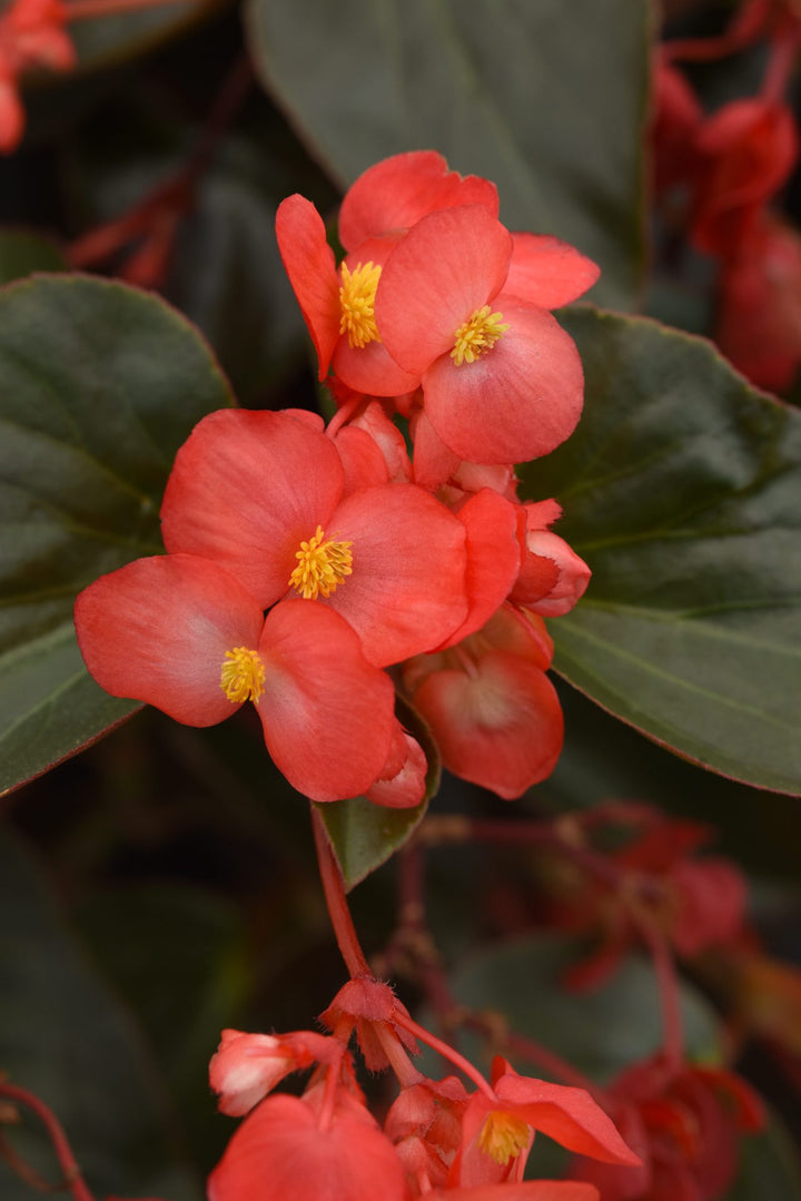Red Begonia Flower Seeds for Planting Heirloom Non-GMO High Germination Organic Garden Seeds