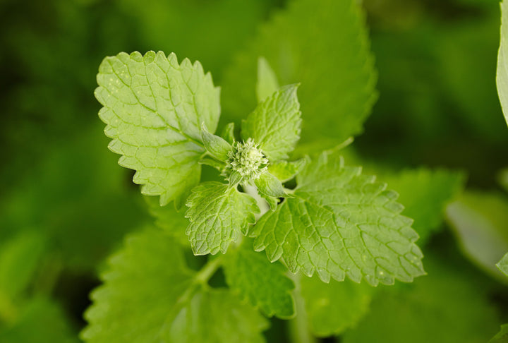 Camphor Catnip (Nepeta camphorata) Seeds for Planting – Heirloom, Non-GMO, High Germination Seeds