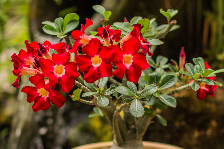 Semillas de flores de Adenium Obesum para plantar – Semillas orgánicas de alta germinación, reliquia, no modificadas genéticamente